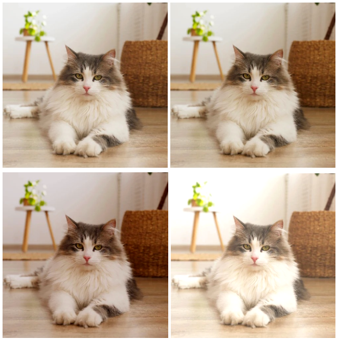 PCA Color Augmentation Samples. Top left, original. Top right, PCA with 0.1 std, very subtle color changes. Bottom row PCA with 0.5 std with more pronounce changes.